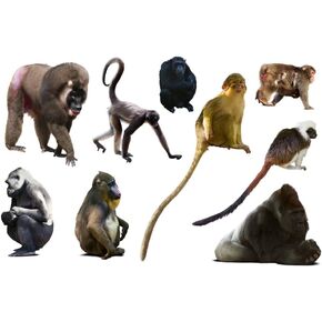 Laminated Collection Monkey Species Gorilla Chimpanzees Apes Cute Illustrated Cartoon Large Dry Erase Sign 54x36 in Kuwait