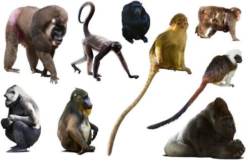 Laminated Collection Monkey Species Gorilla Chimpanzees Apes Cute Illustrated Cartoon Large Dry Erase Sign 54x36 in Kuwait