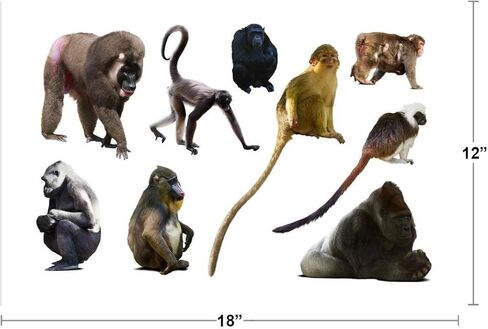 Laminated Collection Monkey Species Gorilla Chimpanzees Apes Cute Illustrated Cartoon Large Dry Erase Sign 54x36 in Kuwait
