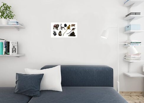 Laminated Collection Monkey Species Gorilla Chimpanzees Apes Cute Illustrated Cartoon Large Dry Erase Sign 54x36 in Kuwait