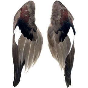 Complete Duck Wings per Pair (#1 Grade Gadwall Wings) in Kuwait