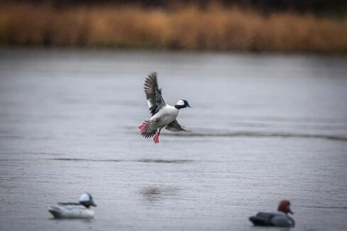 Higdon Outdoors Standard Bufflehead Duck Decoys، جميع أنواع البط، مملوءة بالرغوة in Saudi Arabia