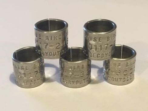 Decoy Outdoors 5 (Five) Duck Bands, Add to Your Duck Call Lanyard or Duck Mount in Saudi Arabia