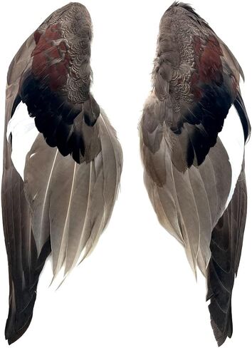Complete Duck Wings per Pair (#1 Grade Gadwall Wings) in Kuwait