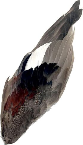 Complete Duck Wings per Pair (#1 Grade Gadwall Wings) in Kuwait