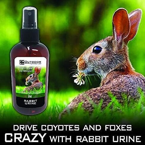 Rabbit Scent Spray 2 oz - Real Rabbit Scent for Dog and Beagle Training, Predator for Coyote and Fox Hunting and in Kuwait
