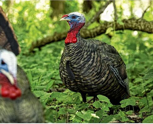 AVIAN-X LCD Jake Quarter Strut Durable Realistic Lifelike Collapsible Standing Folding Hunting Turkey Decoy with Carry Bag & Stake, AVX8003 in Saudi Arabia