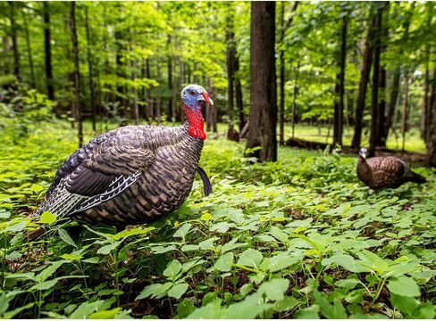 AVIAN-X LCD Jake Quarter Strut Durable Realistic Lifelike Collapsible Standing Folding Hunting Turkey Decoy with Carry Bag & Stake, AVX8003 in Saudi Arabia