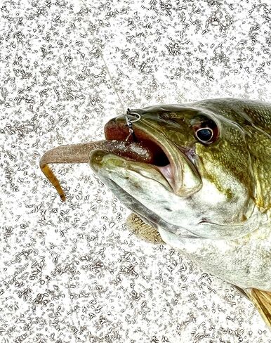 طعوم نورث الحقيقية - ميني ميراج مينوة 3 بوصات (لمعان، 8 عبوات) - طعم صيد السمك الناعم من البلاستيك الناعم دروبشوت نيد ريج فينيس ميننو بيت سملت شاد والي سمولموث بايك كرابي داميكي in Kuwait