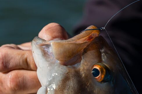 6th Sense Fishing Drop Shot Hook - #1 in Saudi Arabia