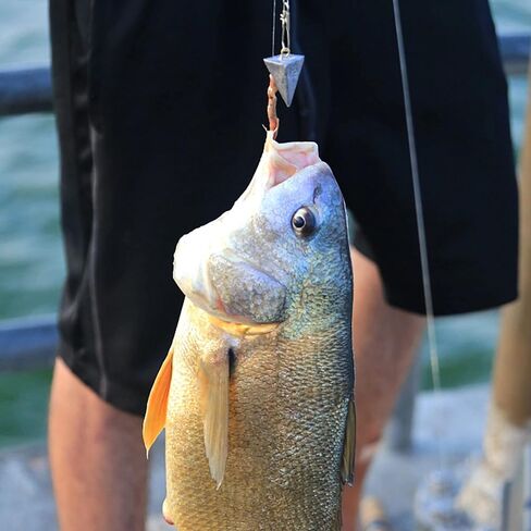 مجموعة أدوات صيد الأسماك في المياه المالحة - 138 قطعة من أدوات صيد الأسماك في المياه المالحة تتضمن ثقوب هرمية منزلقة وأوزان البيض ورؤوس تهزهز صيد الأسماك في المياه العذبة وخطافات طُعم ودوارة وقفل مزدوج وخرز مجموعة أسماك in Kuwait