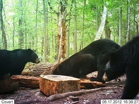 Gold Rush - #1 Bear Bait Attractant Additive, Strong Butterscotch Aroma Bears Can't Resist, 1 8oz. Bottle in Saudi Arabia