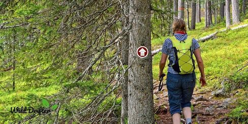 Wild Drifter Trail Markers - Bright Reflective Trail Marker Pack of 24, Easy to Mount, Mark Your Trees for Hunting, Hiking, Camping, and More. in Saudi Arabia