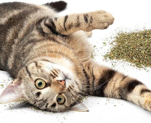 SmartyKat Catnip for Cats & Kittens, Shaker Canister - 2 Ounces in Saudi Arabia