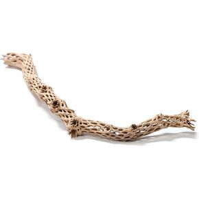 بايسيس اصبع شجرة تشولا مقاس 10 انش، يختلف in Kuwait