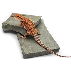 أقفاص كارولينا المخصصة لصخور الموائل الطبيعية، أزرق أخضر (حجم واحد كبير) in Kuwait