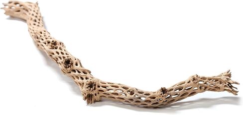 بايسيس اصبع شجرة تشولا مقاس 10 انش، يختلف in Kuwait