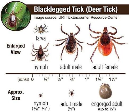 Tick Remover Tool Kit & Tick Identifier Card - Hygienic Stainless Steel in Saudi Arabia