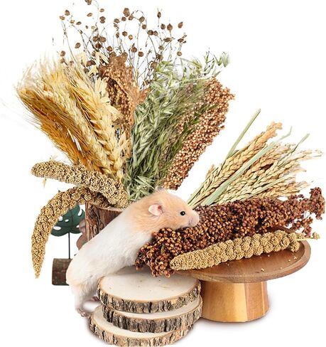 NICERINC PET الطبيعية الأذن من الحبوب زهرة وعشبة الفراش زميل ديكور الموئل، إضافة متعة الهامستر الملحقات للهامستر Gerbils Lemming in Kuwait