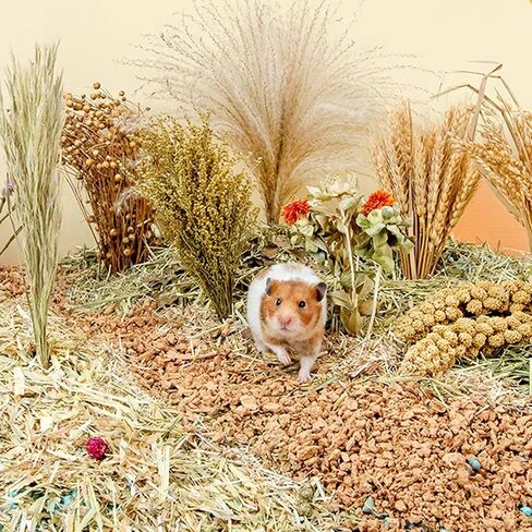 NICERINC PET الطبيعية الأذن من الحبوب زهرة وعشبة الفراش زميل ديكور الموئل، إضافة متعة الهامستر الملحقات للهامستر Gerbils Lemming in Kuwait