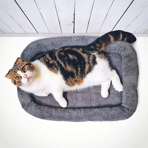 LESYPET Cat Bed for Indoor Cats, Soft Cat Cushion with Cat Pillow Around, Rectangle Kitten Pad Small Bed for Window Sill, 15'' x 10'' in Kuwait