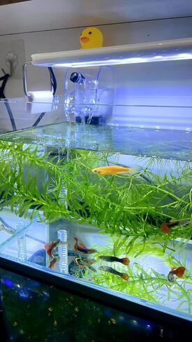 EmmaWu 50 GPH Mini Aquarium Hang-on Filter Ultra-Quiet Betta Fish Turtle Tank Filter in Kuwait