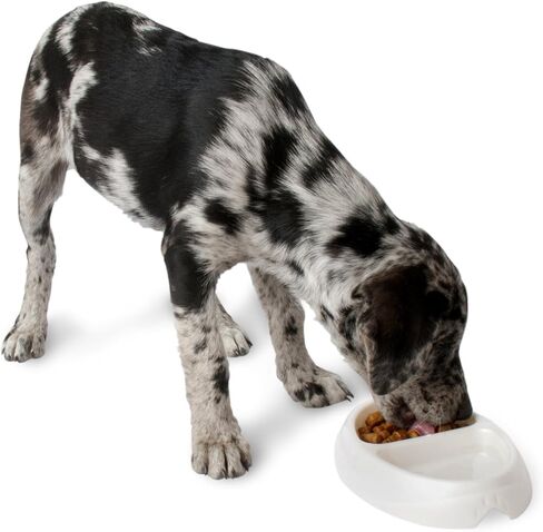 Petmate Dosckocil DDS23175 Lightweight Double Diner Dog Dish, Large, Assorted Color in Saudi Arabia