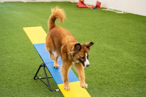 Better Sporting Dogs Practice See Saw | Dog Agility Teeter | Dog Agility Equipment in Kuwait