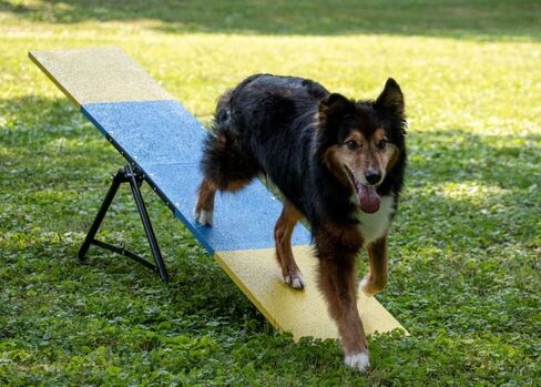 Better Sporting Dogs Practice See Saw | Dog Agility Teeter | Dog Agility Equipment in Kuwait