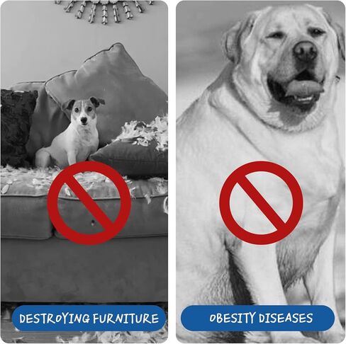 جهاز مشي للكلاب من BowWowTread للكلاب المتوسطة والكبيرة، لا يتطلب توصيل الكهرباء، وهو جيد جدًا لصحة الكلاب. in Kuwait