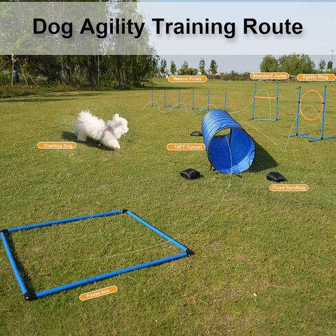 مجموعة معدات تدريب القفز على خفة الحركة للكلاب، نفق للكلاب بطول 10 أقدام مع أكياس رمل، وأعمدة منسوجة، وصندوق إيقاف مؤقت، وحلقة قفز وأعمدة قفز، وحقيبة حمل تتضمن 4 أوتاد وصفارة وأقراص طائرة in Kuwait