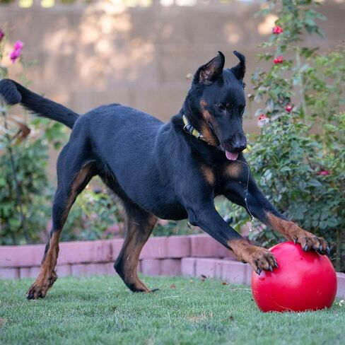 Doggie Dooley Virtually Indestructible Best Ball for Dogs, 8 inch (Colors Vary) (1008),Medium in Saudi Arabia