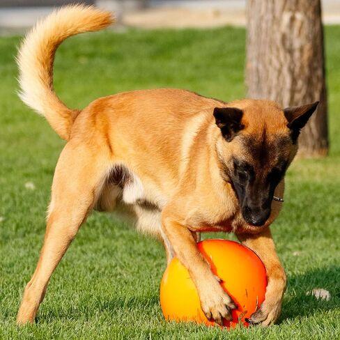 Doggie Dooley Virtually Indestructible Best Ball for Dogs, 8 inch (Colors Vary) (1008),Medium in Saudi Arabia