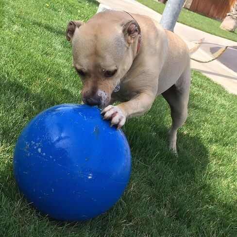 Doggie Dooley Virtually Indestructible Best Ball for Dogs, 8 inch (Colors Vary) (1008),Medium in Saudi Arabia