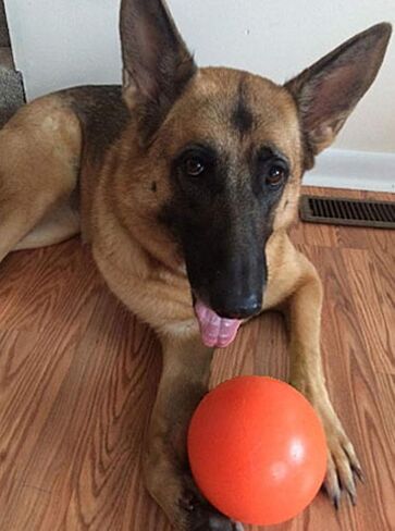 Doggie Dooley Virtually Indestructible Best Ball for Dogs, 8 inch (Colors Vary) (1008),Medium in Saudi Arabia