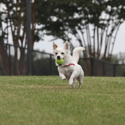PetSafe Automatic Ball Launcher - Interactive Dog Toy for Enrichment - Tennis Balls Included - Motion Sensor Promotes Safe Play - Indoor & Outdoor - Adjustable Range - A/C Adaptor or Batteries in Saudi Arabia