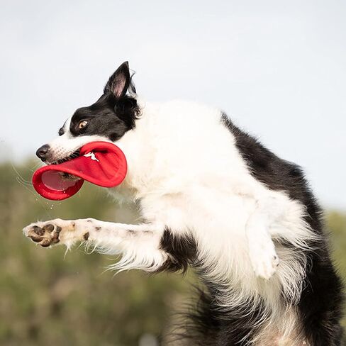 Nerf Dog Nylon Flyer Dog Toy, Flying Disc, Lightweight, Durable and Water Resistant, Great for Beach and Pool, 9 inch diameter, for Medium/Large Breeds, Single Unit, Red in Saudi Arabia