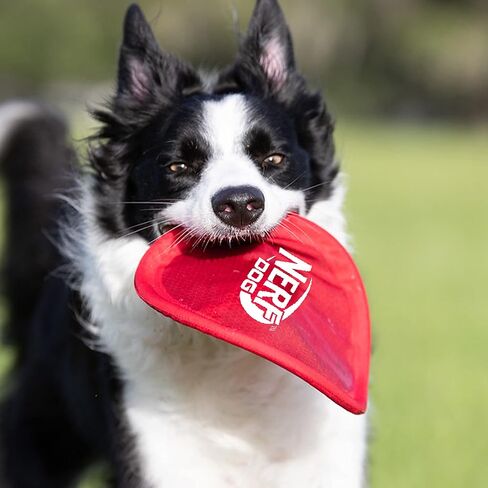 Nerf Dog Nylon Flyer Dog Toy, Flying Disc, Lightweight, Durable and Water Resistant, Great for Beach and Pool, 9 inch diameter, for Medium/Large Breeds, Single Unit, Red in Saudi Arabia