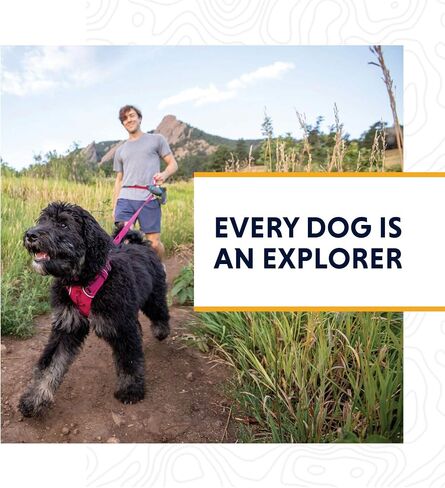 Ruffwear، حزام أمامي للكلاب، حزام عاكس ومبطن للتدريب والحياة اليومية، أرجواني، مقاس صغير in Kuwait