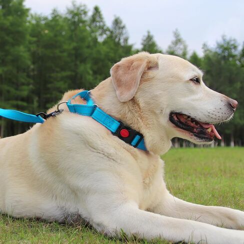 Joytale Martingale Collar for Dogs, Escape Proof No Pull, Hotpink, M in Saudi Arabia