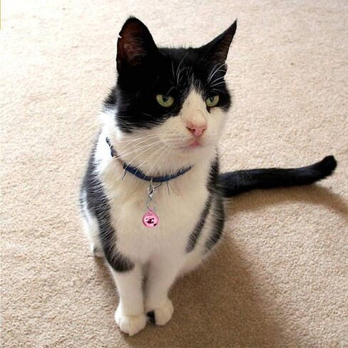 4 Sets Cat Bell for Dog Collar Charm Training Pet Pendant Accessories with 2 Pack Stainless Steel Dog Tag Clips(2 X-Small Silver) in Kuwait