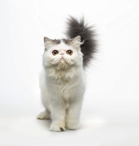 Eye Envy Tear Stain Remover Solution for Cats|100% Natural and Safe|Recommended by Breeders/Vets/Cat Fanciers/Groomers|Contains Colloidal Silver|Remove Stains from Fur on Persians and Exotics, 16oz in Saudi Arabia