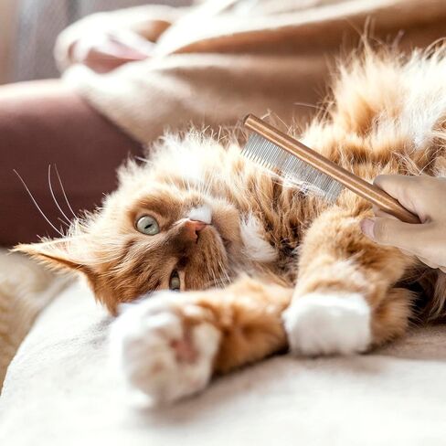 ماكسوس مشط للقطط، مشط خشبي صلب للحيوانات الاليفة للقطط، مشط شعر الارانب، يزيل القفز in Kuwait