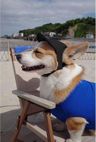 Dog Baseball Cap, Adjustable Dog Outdoor Sport Sun Protection Baseball Hat Cap Visor Sunbonnet Outfit with Ear Holes for Puppy Small Dogs Adjustable Sun Visor Caps Sport Pet Cap Sunbonnet Sun hat in Kuwait