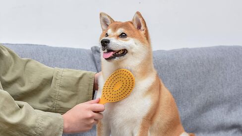 Burt’s Bees for Pets Detangling Pin Brush for Dogs with Medium to Long Hair with Handle Made from Recycled Plastics Collected from Coastal Communities | Dog Brush Removes Tangles and Loosens Matting in Saudi Arabia