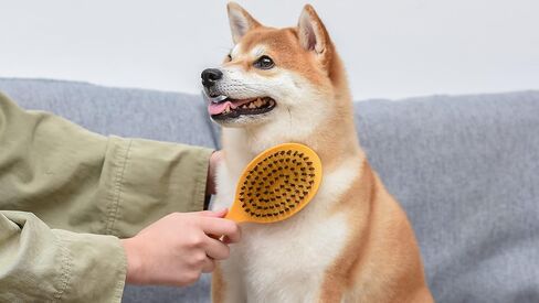 Burt’s Bees for Pets Detangling Pin Brush for Dogs with Medium to Long Hair with Handle Made from Recycled Plastics Collected from Coastal Communities | Dog Brush Removes Tangles and Loosens Matting in Saudi Arabia