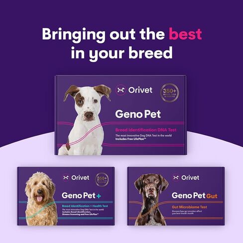 2 Pack Orivet Dog DNA Test | Genopet Dog Breed ID Test Kit, Genetic Testing, Heritable Health Risks and Life Plan in Kuwait