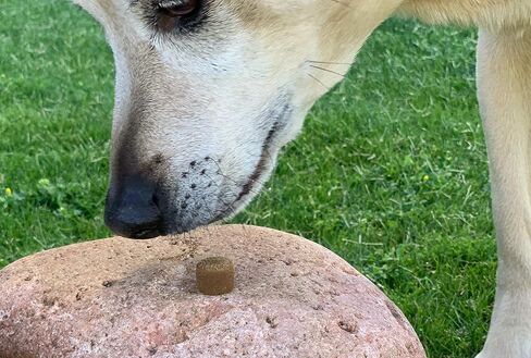 مضغ ناعم لدعم الحيوانات الأليفة من إيزي بت إيزي للكلاب، لون بني، مقاس واحد in Kuwait