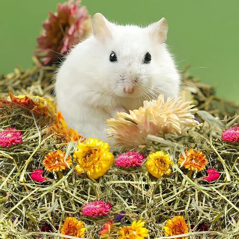 Pure Natural Hamsters Bedding Nesting, Small Animal Habitat Decoration, Hamster Cages Accessories, Pet Litter for Dwarf Syrian Hamsters, Gerbils, mices, Degus (Timothy and Flower, 5L) in Kuwait