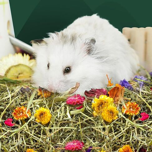 Pure Natural Hamsters Bedding Nesting, Small Animal Habitat Decoration, Hamster Cages Accessories, Pet Litter for Dwarf Syrian Hamsters, Gerbils, mices, Degus (Timothy and Flower, 5L) in Kuwait